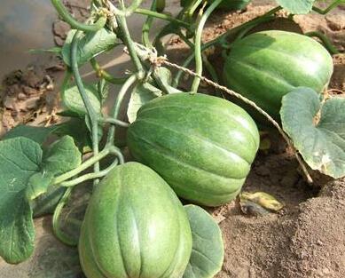 香瓜视频吃瓜事件,揭秘网络舆论的狂欢与反思