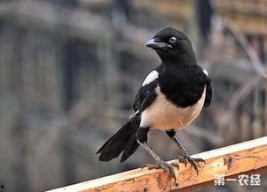 陕西吃瓜喜鹊视频播放,揭秘视频播放背后的热门现象