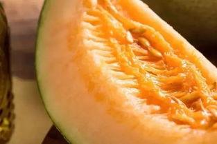 小二哈吃蜜瓜视频大全,萌宠欢乐吃瓜瞬间大盘点