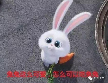 玉兔可以吃万产瓜吗视频,揭秘万产瓜的神奇魅力