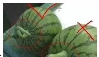 西瓜视频为什么叫吃瓜,揭秘“吃瓜”一词在西瓜视频中的独特魅力