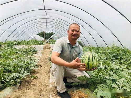 麒麟瓜吃胖不胖呢视频,吃它真的会发胖吗？