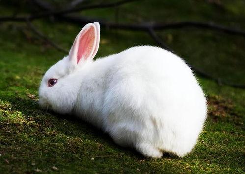 兔子会吃四季瓜吗视频大全,四季瓜在兔子菜单中的地位